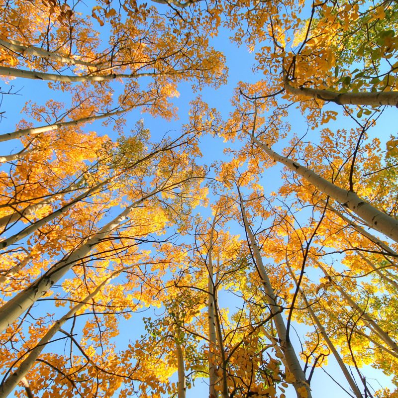 photo-1519069897847-17b79eba2982